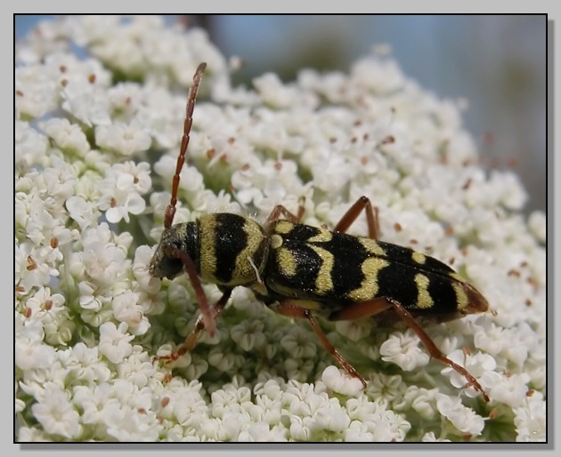 Cerambycidae - Plagionotus floralis